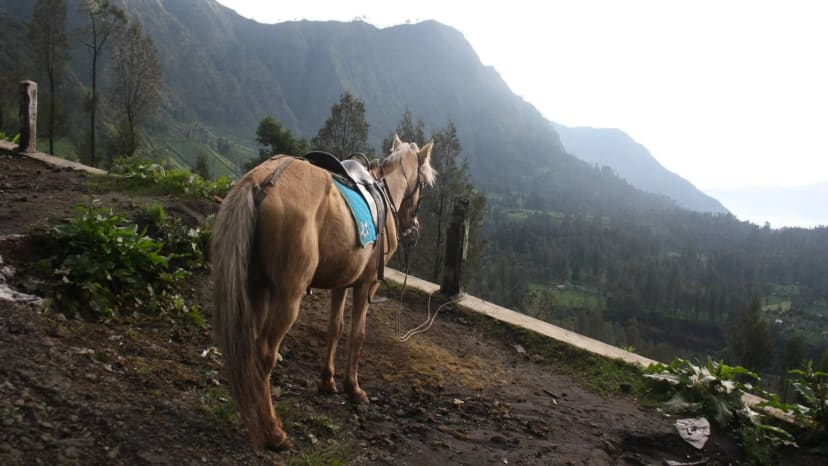 Žirgai prie Bromo ugnikalnio