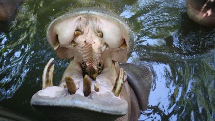 Baltasis tigras Čiangmajaus zoologijos sode
