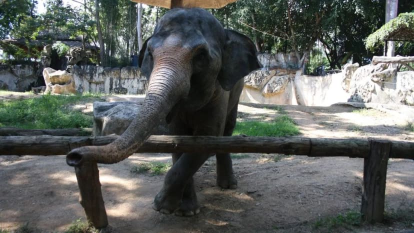 Dramblys Čiangmajaus zoologijos sode