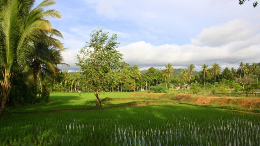 Balio sala, Indonezija