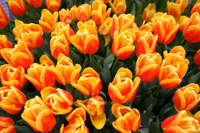 Oranžinės tulpės Keukenhofo parke