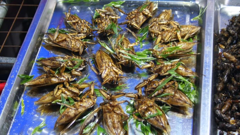 Nevalgoma